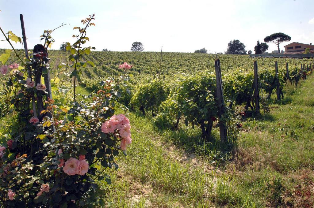 Agriturismo Buon Riposo - Country Resort In The Heart Of Tuscany San Giovanni a Corazzano Dış mekan fotoğraf
